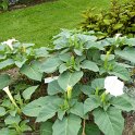 Datura metel 'Belle Blanche'